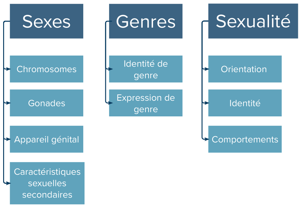 Représentation schématique de la distinction sexe, genre, et sexualité